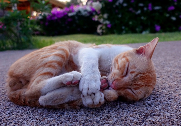 Orange tabby cat sleeping curled up on gravel