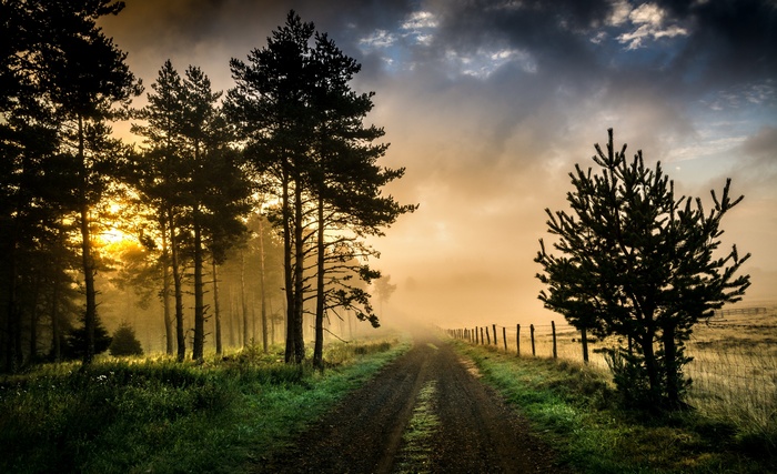 Dirt road through a misty forest at sunrise
