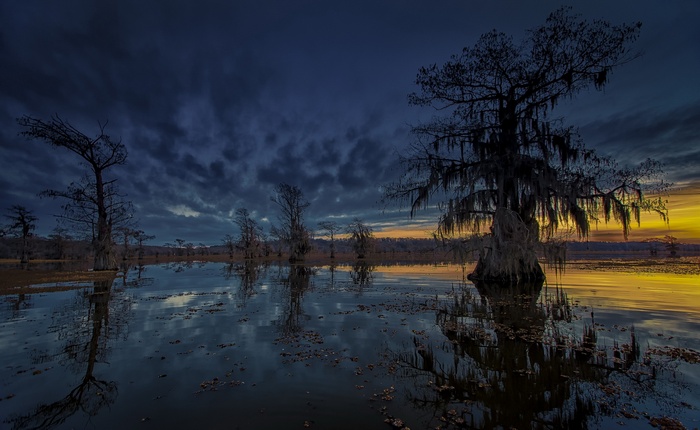 Cypress trees reflected in dark water at sunset