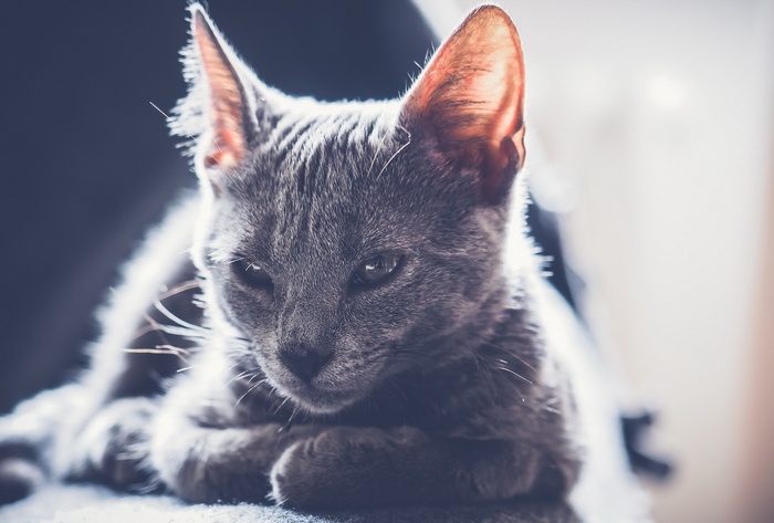 Close-up of a grey cat with large ears