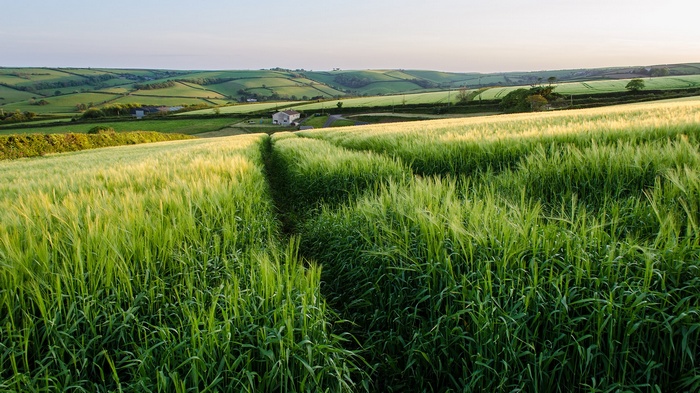 Rolling green hills and fields in England