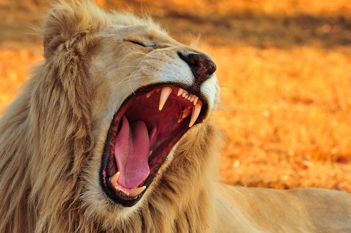 Close-up of a yawning white lion showing its teeth