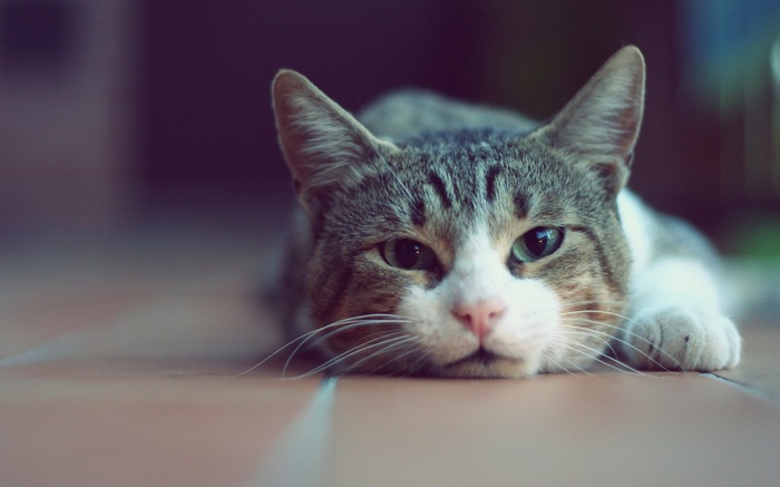 Close-up of a tabby cat lying down