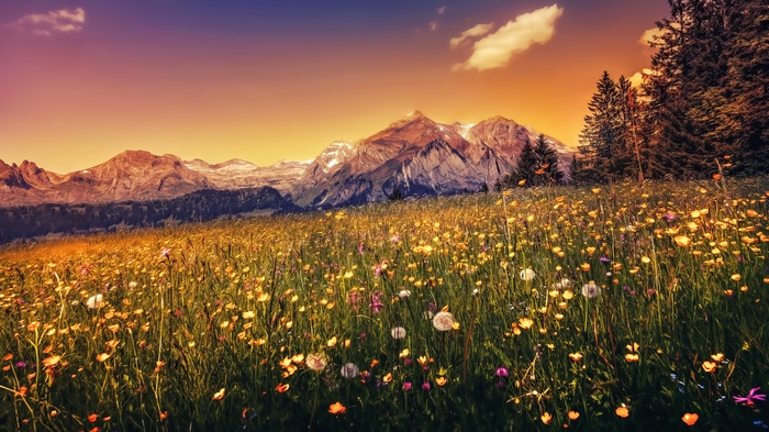 Mountain landscape with a field of flowers at sunset