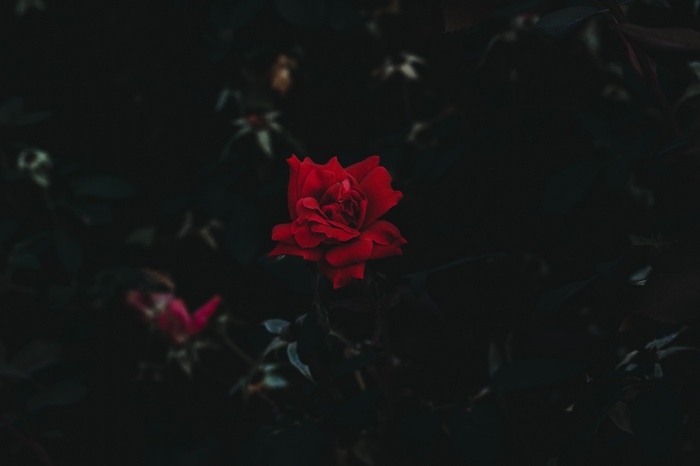 Red rose in dark garden