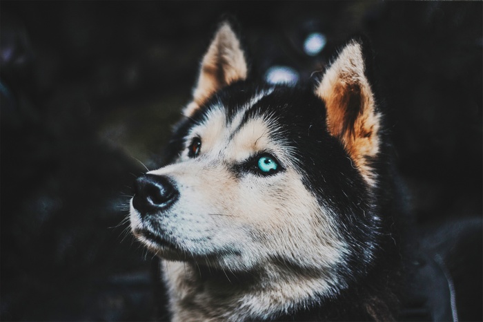 dark background, heterochromia, Siberian Husky , dog
