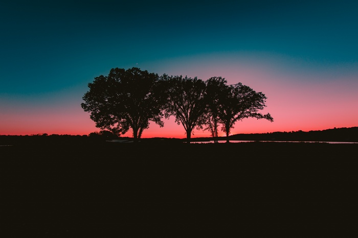 Silhouettes of trees against a sunset sky