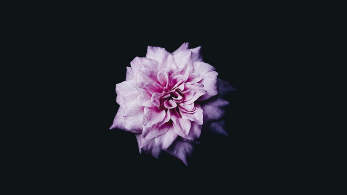 Close-up of a pink dahlia flower on a black background