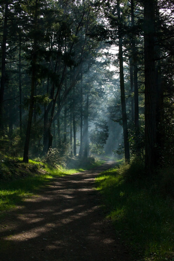 Sunlight filtering through trees onto a forest path