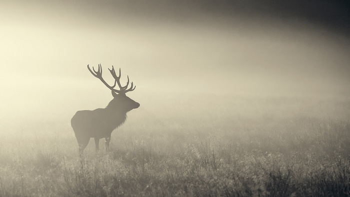 Elk standing in misty field