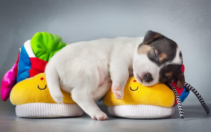 Puppy sleeping on a colorful toy shoe