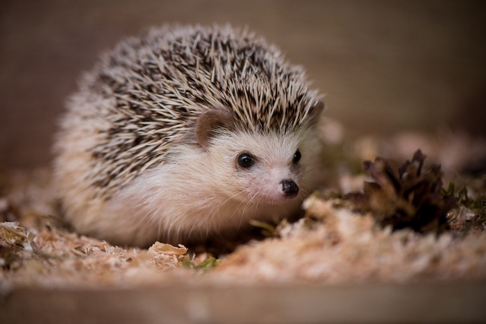 A hedgehog in a bed of wood shavings