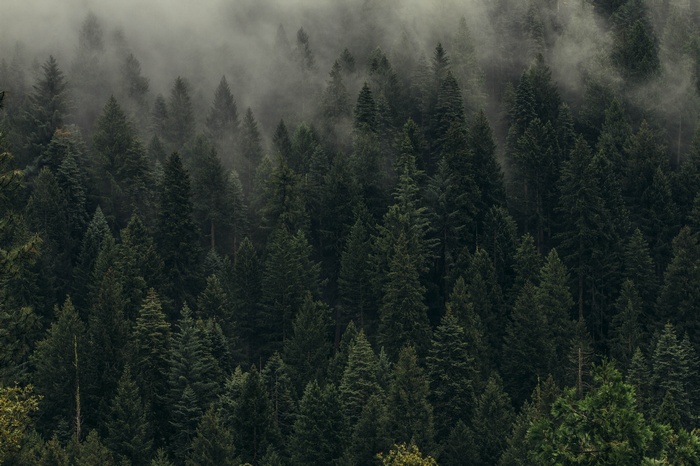 Misty forest with tall evergreen trees