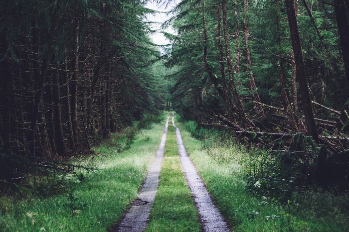 A path through a dark, green forest in the UK