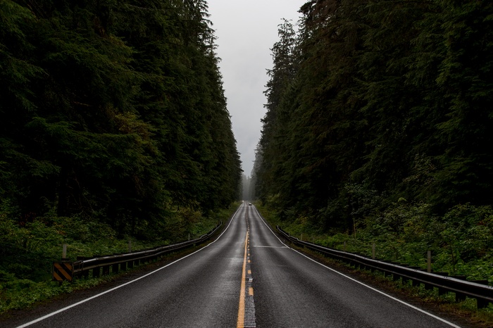 Road through a dense forest