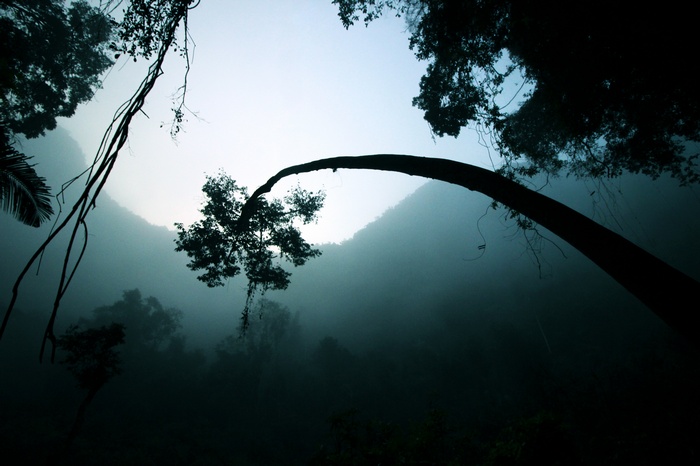 Misty forest with bent tree and vines