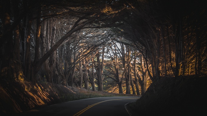 Road through a tunnel of trees in the USA