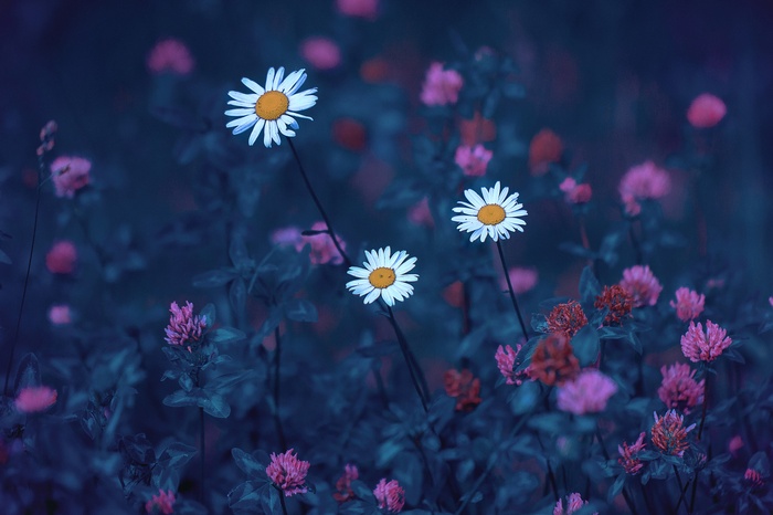 Blue field with daisies and clover flowers