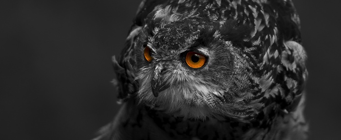 Close-up of an owl with bright orange eyes