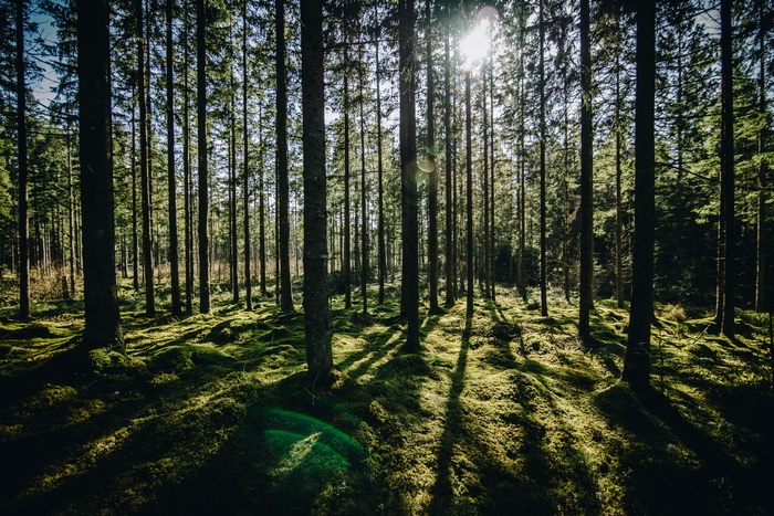 Sunlight filtering through a dense green forest