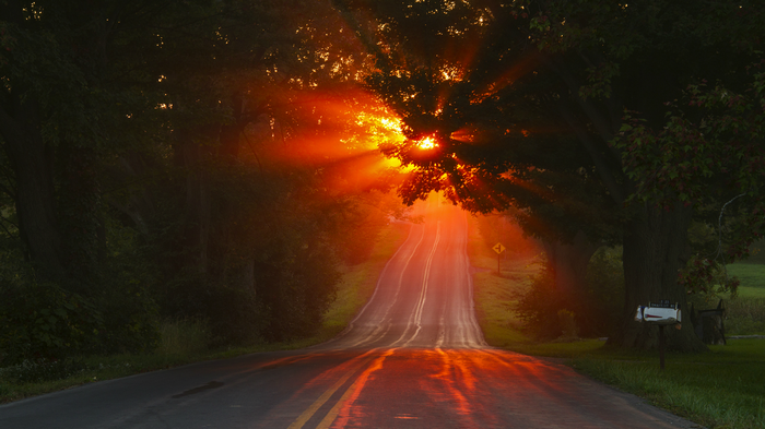 Sunset over a tree-lined road
