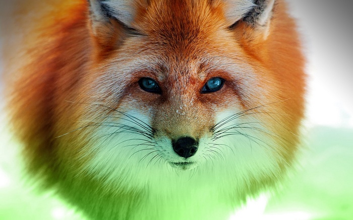 Close-up of a red fox with blue eyes