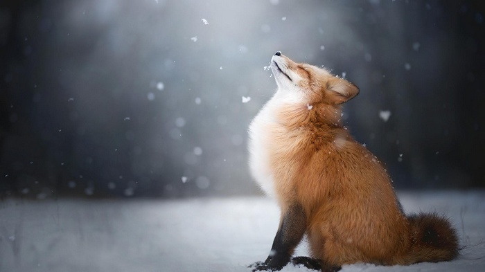 A fox sits in the snow looking up at falling snowflakes
