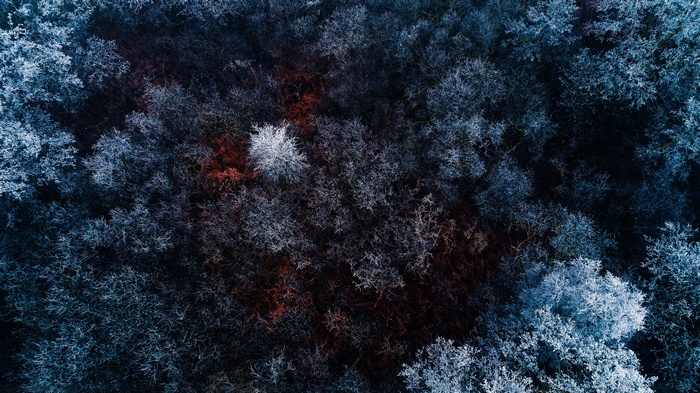 Aerial view of a frosted forest with red patches