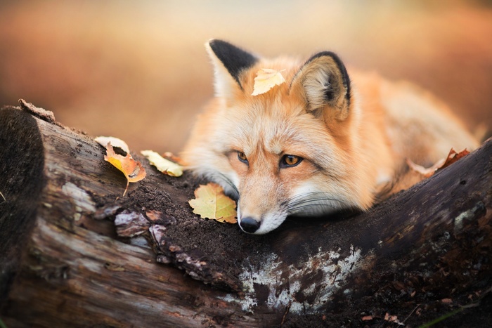 A fox rests on a log in autumn