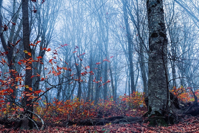Autumn forest with red leaves and fog