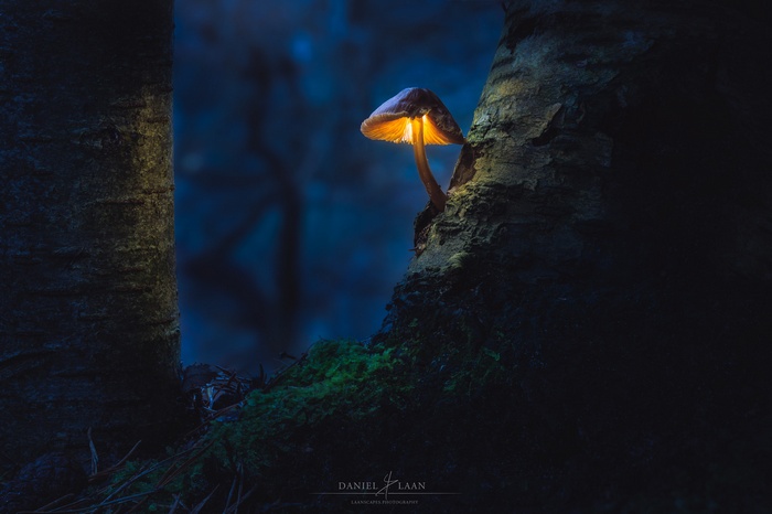 Glowing mushroom on a tree trunk in the dark