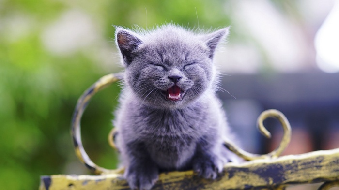 A laughing gray kitten sits on a decorative fence