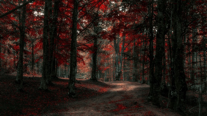 Dark forest with red leaves