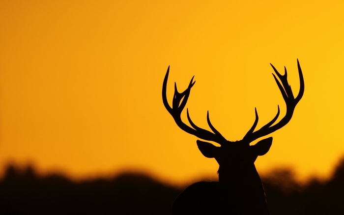 Silhouette of a deer with antlers at sunset