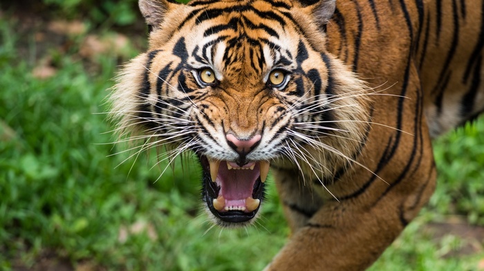 Close-up of a tiger roaring with bared teeth