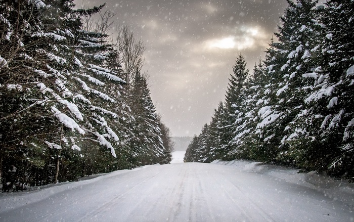 Snowy road through a pine forest