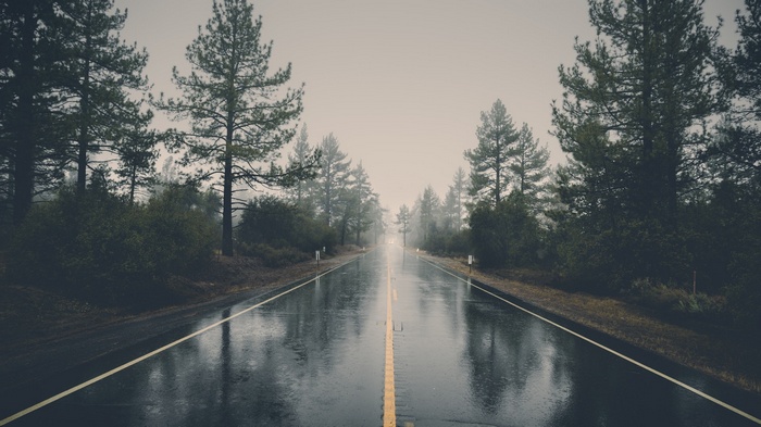 Wet forest road with mist and trees