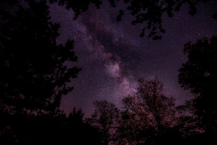 Milky Way galaxy seen through silhouetted trees at night