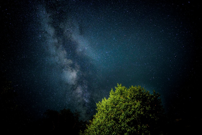 Milky Way galaxy over trees at night