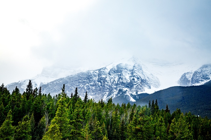 Snow-covered mountains behind a dense forest