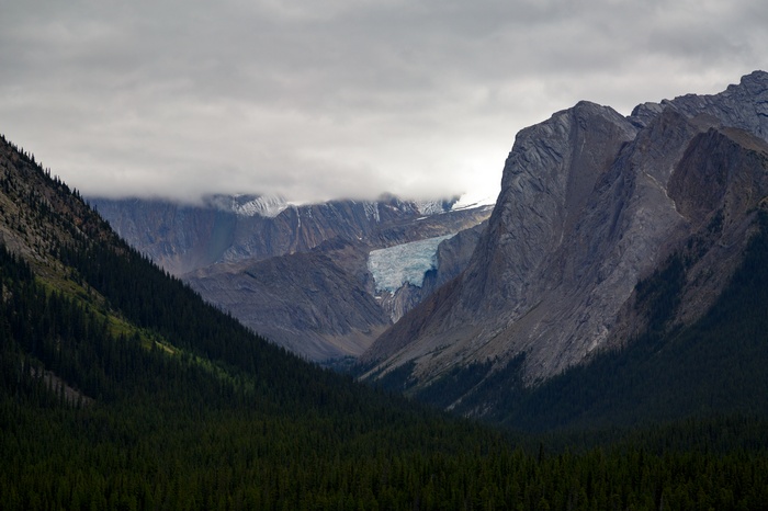Glacier in a mountain valley with pine forest