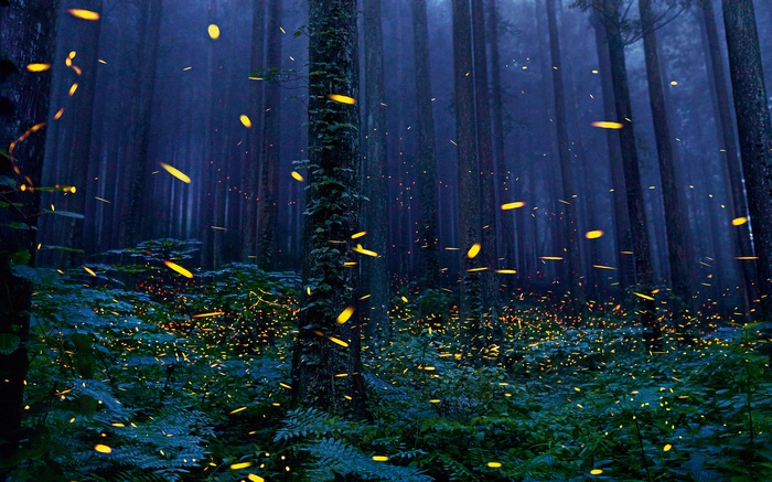 Fireflies in a dark forest at night