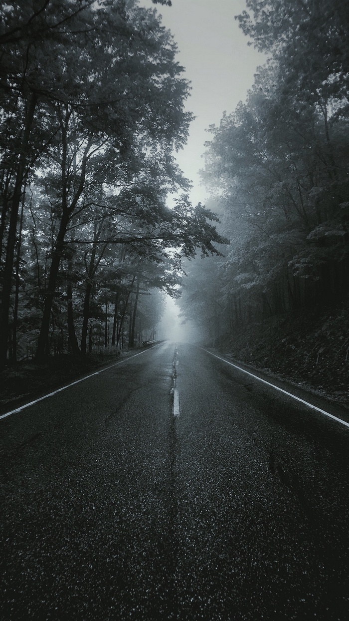 Foggy forest road with white lines