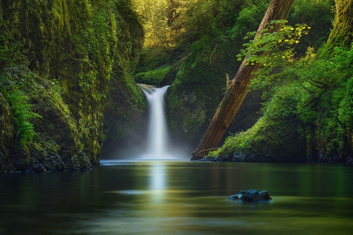 Waterfall in a lush green forest