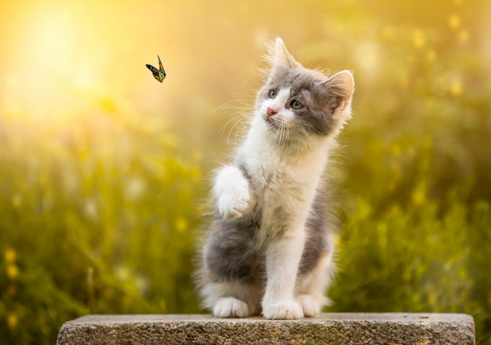 Kitten playing with a butterfly in nature
