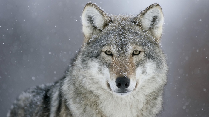 Close-up of a wolf in the snow
