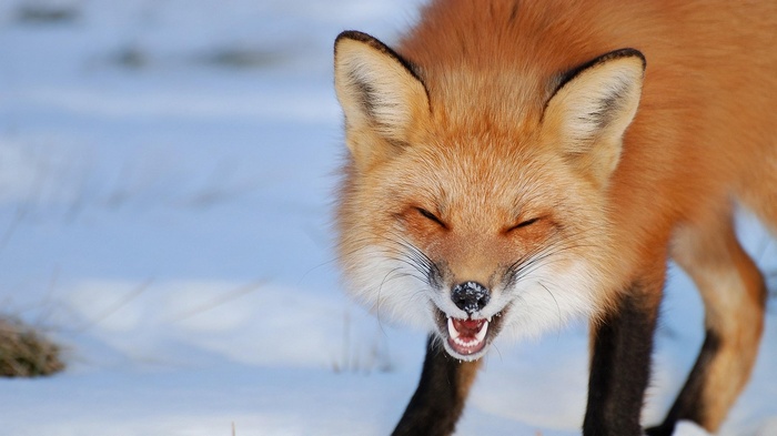 Red fox with eyes closed in the snow