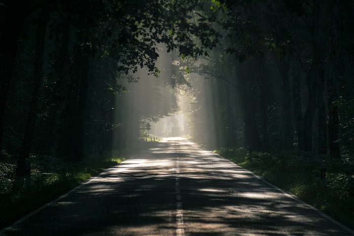 Sunlight beams through a dark forest onto a road