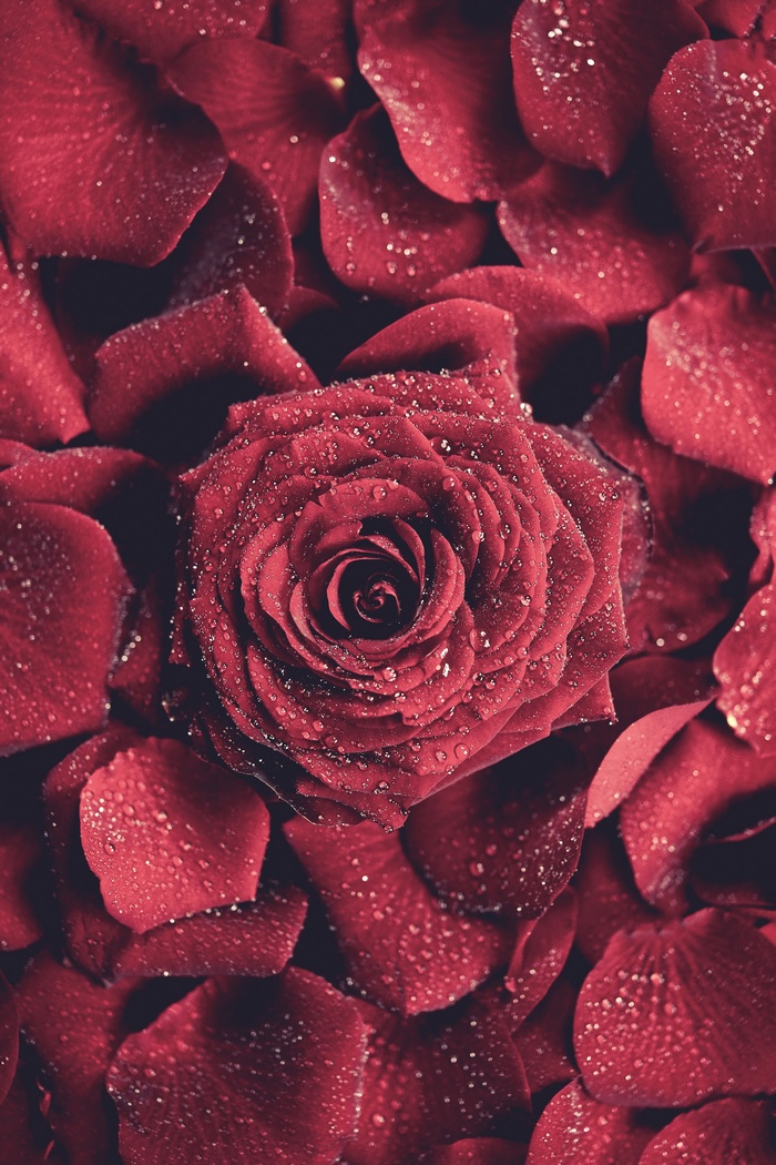Red rose with water drops on petals