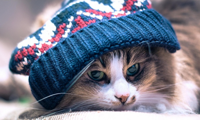 Cat wearing a knitted hat
